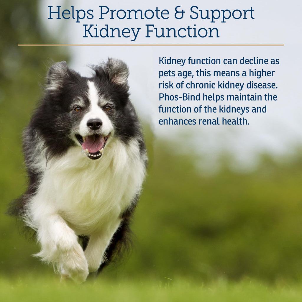 Kidney Support Supplement Powder 200g Q846
